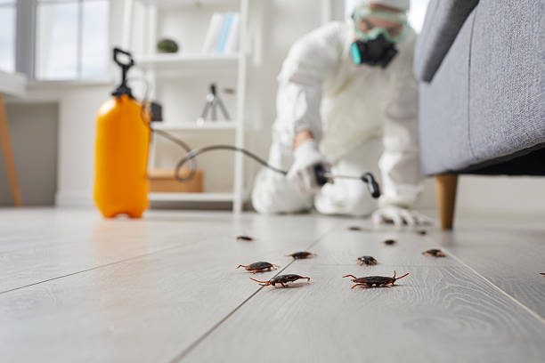 Commercial Kitchen Cockroach Control in Flatonia